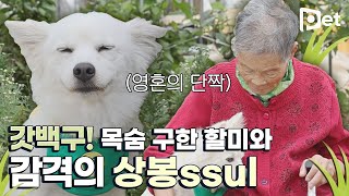 실종된 할머니 구한 백구 2탄! 드디어 할머니가 퇴원 하셨어요!ㅣ감동실화