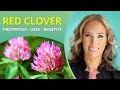 Red clover  benefits uses properties  dr j9 live