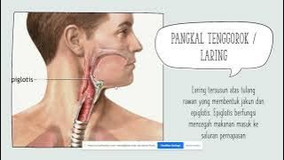 SISTEM RESPIRASI PADA MANUSIA #smpn17Tangsel