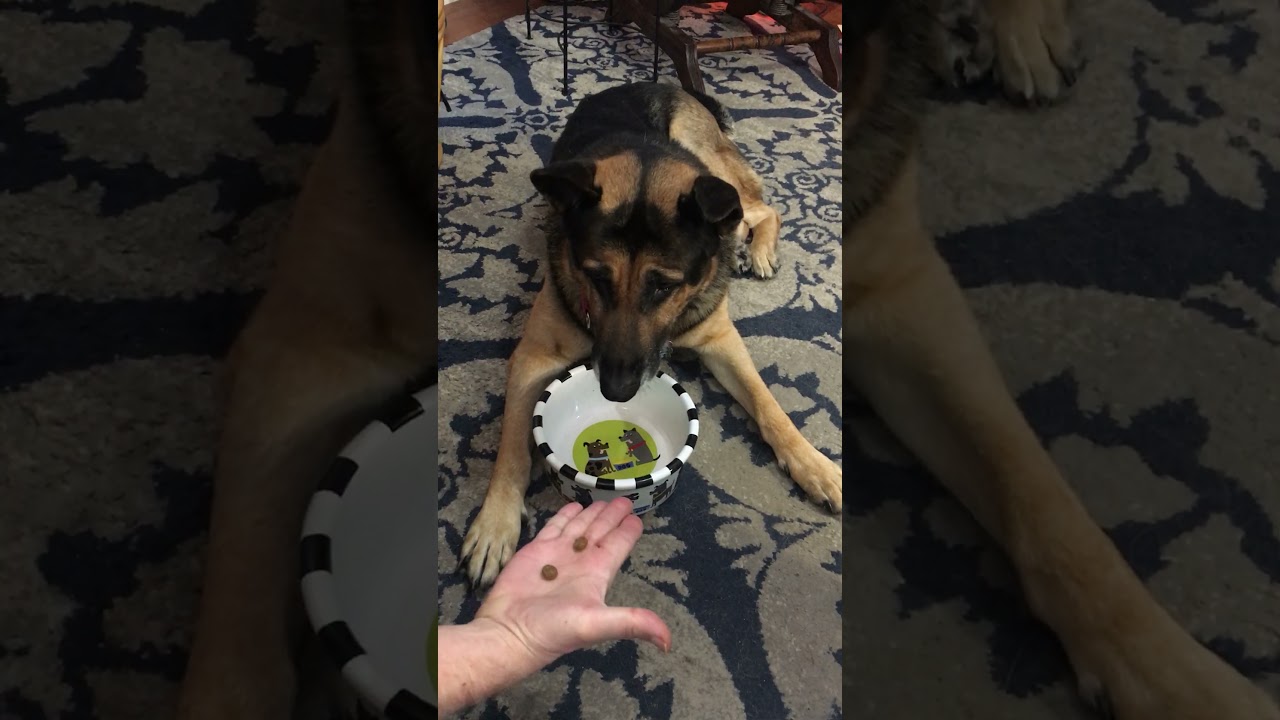 AMAZING LINCOLN COUNTING DOG HE COUNTS KIBBLES FOR REAL SMART GERMAN SHEPHERD FORWARD THRUST DUO adlı videoyu YouTube'da izle AMAZING LINCOLN COUNTING DOG HE COUNTS KIBBLES FOR REAL SMART GERMAN SHEPHERD FORWARD THRUST DUO adlı videoyu YouTube'da izle