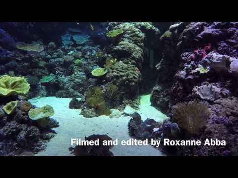 Reef HQ Aquarium