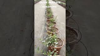 Myrtillier Hors Sol Blueberry