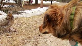 DIRIGO STORIES: Puppy and partridge form unlikely friendship