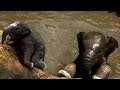 Chased by a rescued baby elephant (very funny)