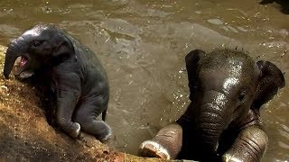 Chased by a rescued baby elephant (very funny)