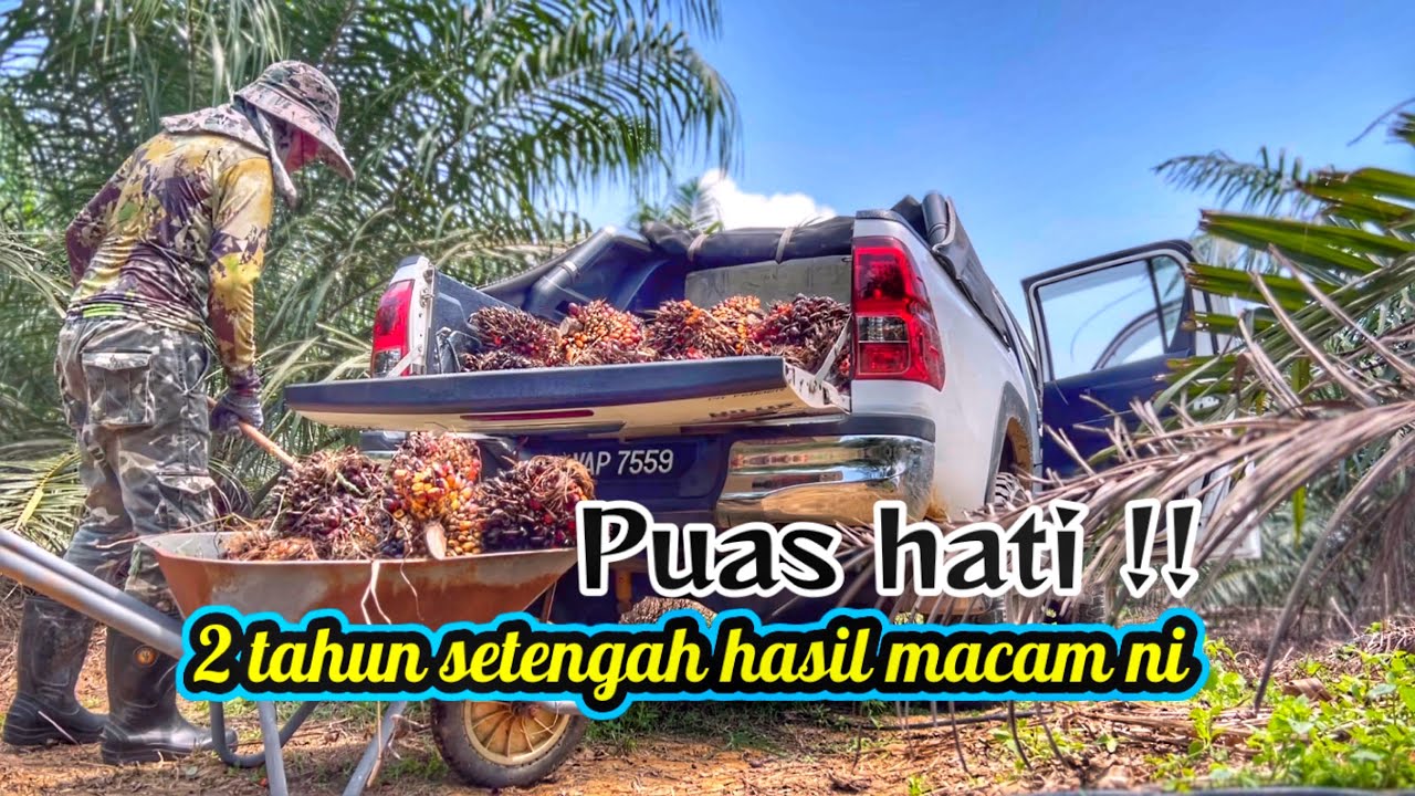 Sawit 2 tahun setengah.. separuh nyawa aku nak siapkan..🤣