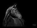 Survivor [Equestrian Music Video]