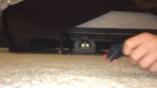Cat Gets Stuck Under Bed