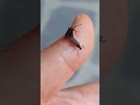 #insects #coffee