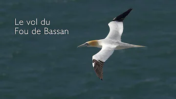 Où vivent les fous de bassan ?