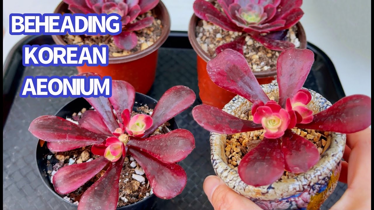 #433 BEHEADING KOREAN AEONIUM SUCCULENT | CẮT ĐỈNH SEN... - youtube
