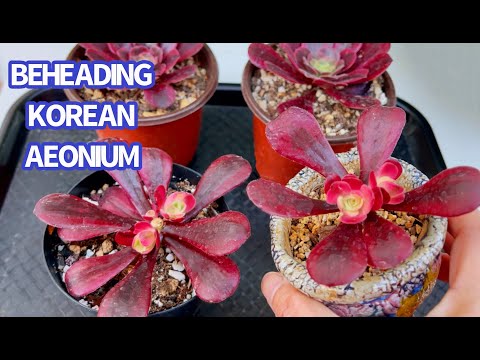 Video #433 BEHEADING KOREAN AEONIUM SUCCULENT | CẮT ĐỈNH SEN... - youtube