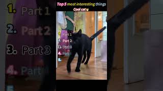 When A Cat Faces The Camera cat funny kitten pets foryou cute fyp