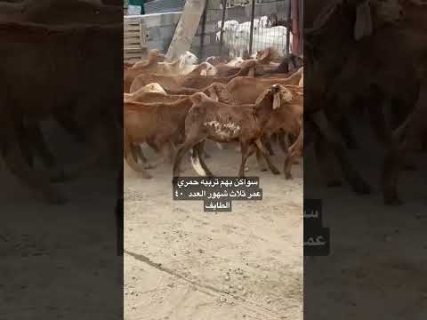 سواكن بهم تربيه حمري عمر ثلاث شهور العدد ٤٠ الطايف طريق الجنوب ٠٥٠٣٠٨٨٨٧٠