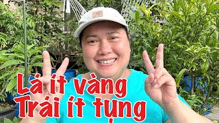 Cách bón phân quan trọng giúp cây không bị còi cọc, lá vàng, lá xoắn, trái rụng trái vàng trái bị hư