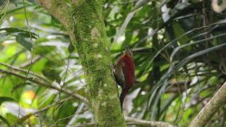 Sumatran Woodpecker