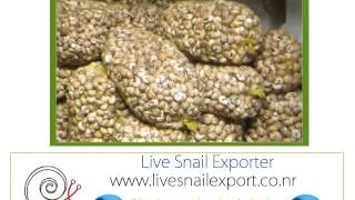 elevage producteurs Exportation géant africain escargot
