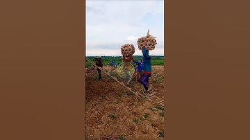 Buruh angkut di kebun singkong