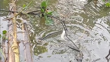 Câu cá rô đồng, , cá thác lác,trê vàng: câu cá mà gặp nước ròng sát thì xác định luôn.