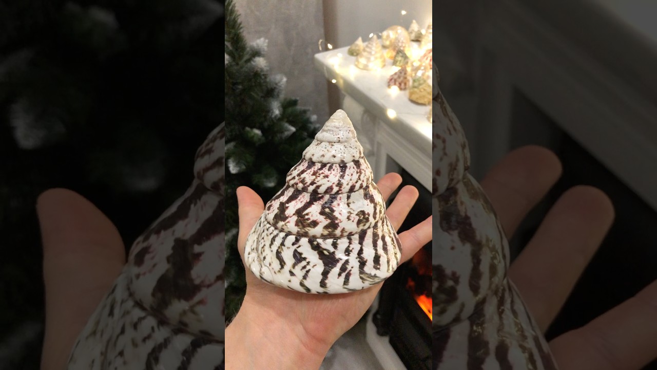 Seashells for your collection and home decor 