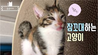 [콤콤이네] 잠꼬대하는 고양이 (a cute sleeping cat) by 콤콤하네 48 views 5 years ago 51 seconds