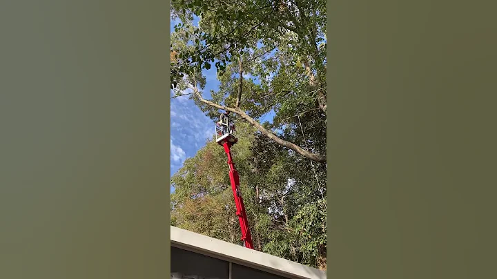 Arborist Trimming Oak tree over a house#stihl#arborist #treework