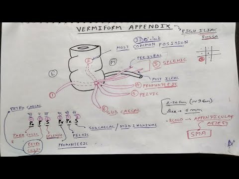 Vermiform Appendix Anatomy | TCML