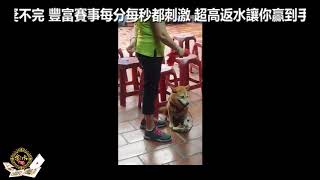 JH178 金禾 搞笑分享 柴柴也要收驚呢!!!