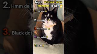 Don't move 😂 Top 5 Animals Funny Moments #animals #funny #pets #cat #dog #shorts #cute #trending #ai