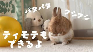 うさぎさんのクシクシ「ティモテもできるよ」