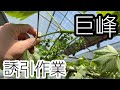 「ぶどうの作業」巨峰（長梢自由整枝）の誘引作業