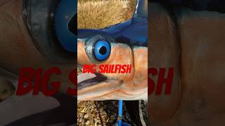 8 foot sailfish replica #fishing #clockedout #saltwaterfishing #fish #adventure #shorts