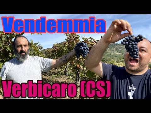 Raccolta dell' uva e vendemmia 2022 a Verbicaro ( CS )