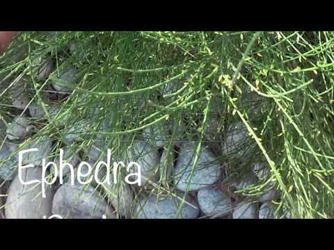 Video: Choosing And Planting An Ephedra