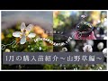 【冬のガーデニング】寄せ植えのお手入れと1月の購入苗紹介〜山野草編〜|バイカオウレンの小鉢植え|宿根草|