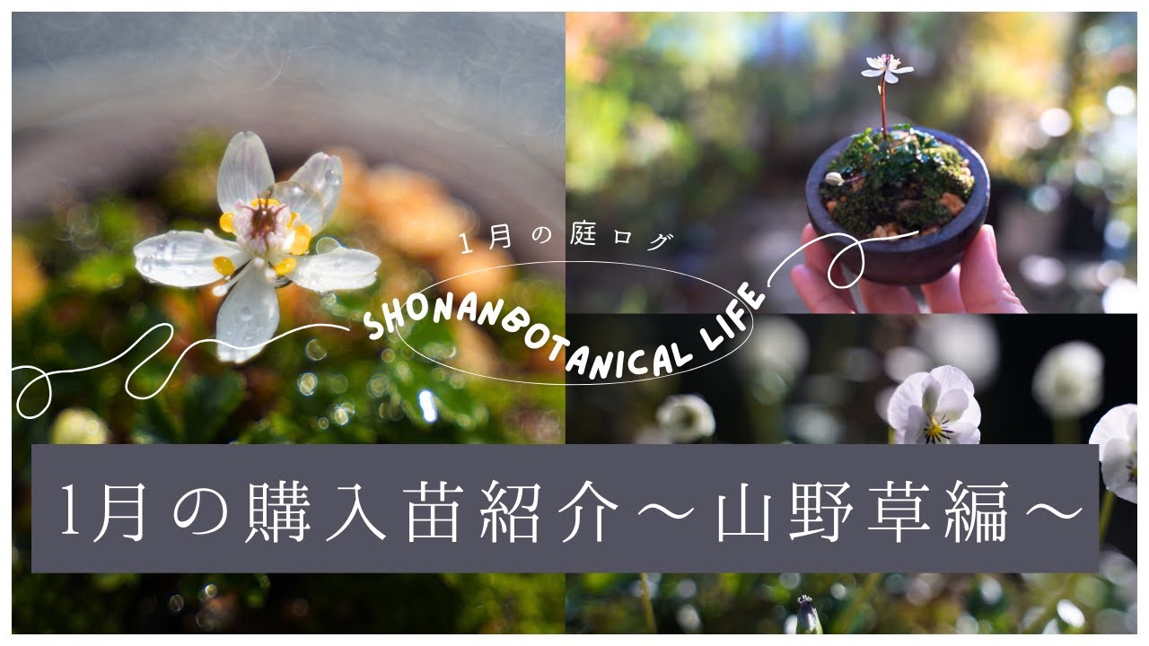 【冬のガーデニング】寄せ植えのお手入れと1月の購入苗紹介〜山野草編〜｜バイカオウレンの小鉢植え｜宿根草｜