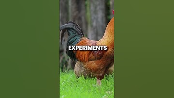Chickens are smarter than you think...
