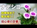 ナデシコの育て方 土 多年草 初心者さんのためにわかりやすく解説！