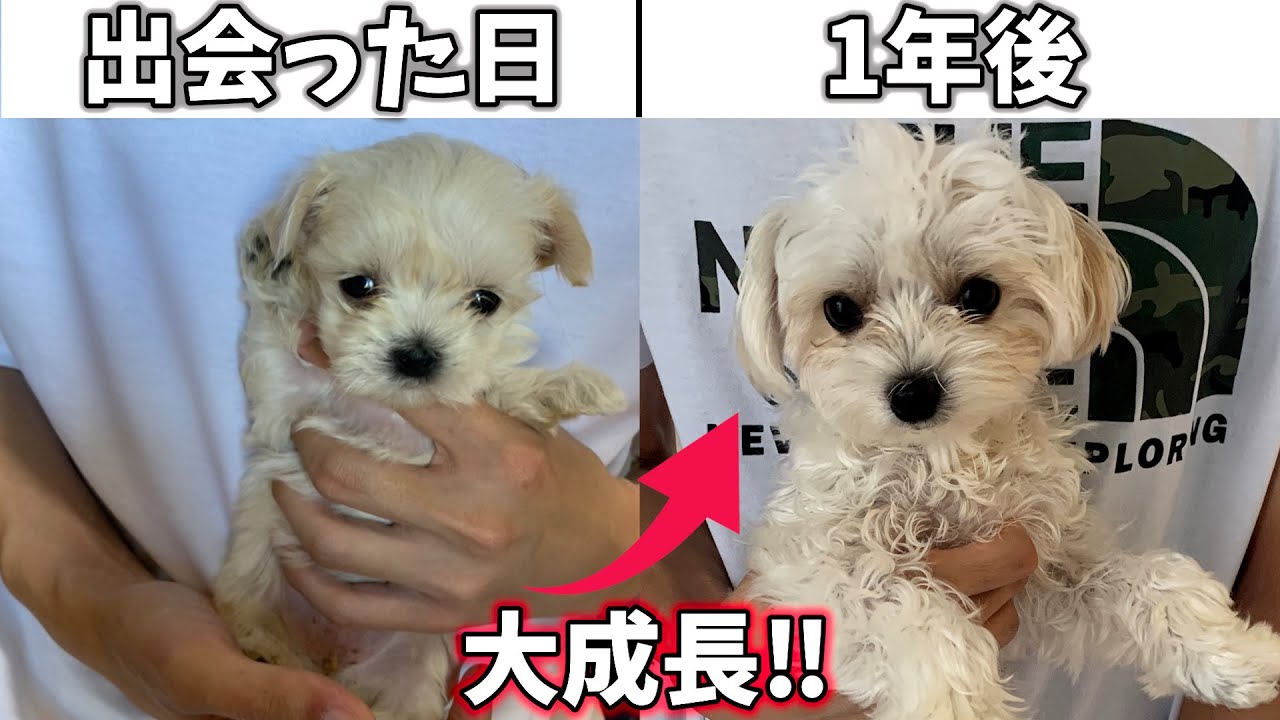 細川さん作品、小さなマルチーズ 出会った日500gだった極小マルチーズが1年間で大きく成長‼ - YouTube