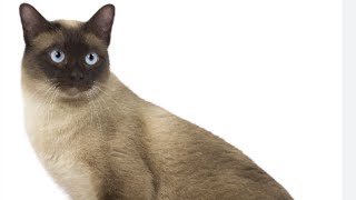Tonkinese Cat Breed || Tonkinese Cat Breed Characteristics || Care || Facts || Color || Size || Cat
