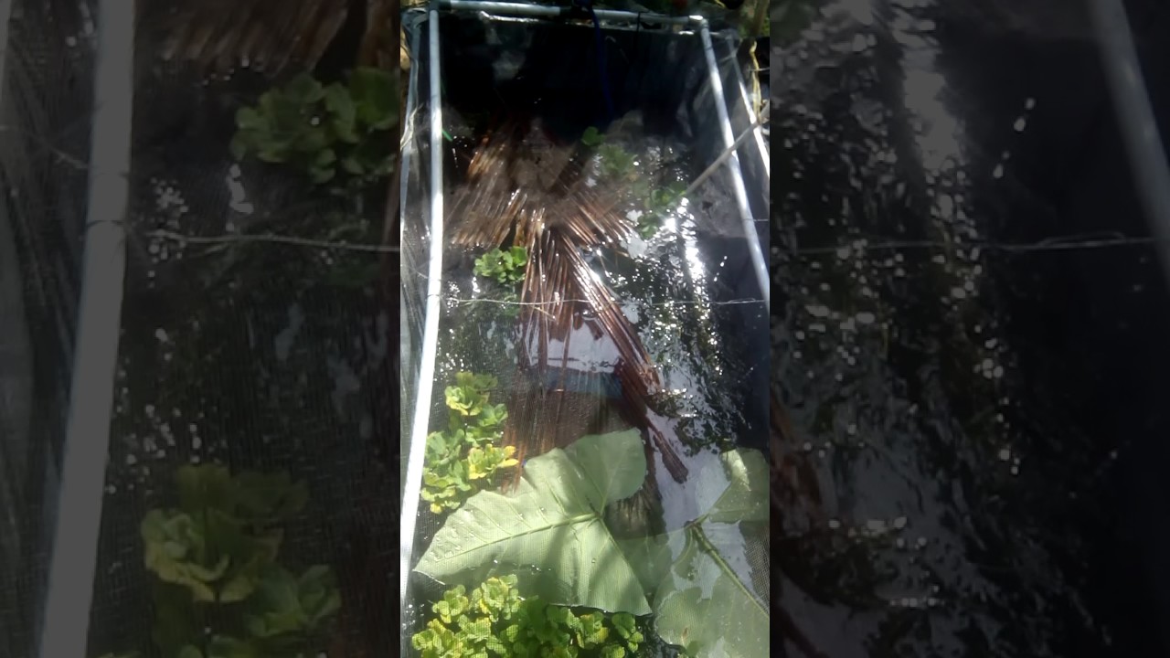 cara budidaya ikan gurami di tempat yng sepit dengan menggunakan terpal