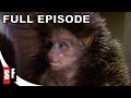 The storyteller season 1 episode 1  hans my hedgehog  full episode