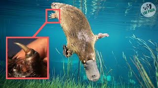 They’re Venomous?! | Platypus Facts | Laf Pack