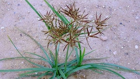 HƯƠNG PHỤ 香附 Tên gọi khác Cỏ gấu, cỏ gấu, cỏ cú - MUA SÁCH CÂY THUỐC VỊ THUỐC VIỆT NAM 0938134390