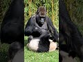 Gorilla fun with Panda #shorts #animals #wildlife #Fun #funnyanimals #viral #fyp #global #worldwide