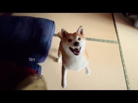パパが寝ている間の活動記録　One winter morning