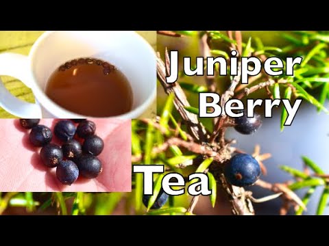 Βίντεο: Can You Eat Juniper Berries: Μάθετε πώς να χρησιμοποιείτε τα μούρα Juniper