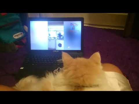 No censor | Kucing nonton video Hanna Anisa.. Bukan lah otak lu mesum