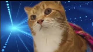 Chill with Keyboard Cat by Keyboard Cat! 18,000 views 3 months ago 1 minute, 47 seconds