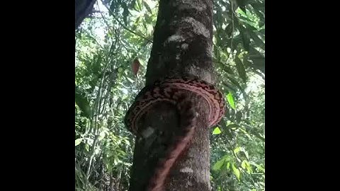 Python  uses to vertically climb a tree